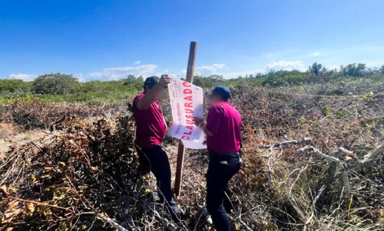 Profepa clausura más de 18 mil metros cuadrados de manglar en Chelem Puerto