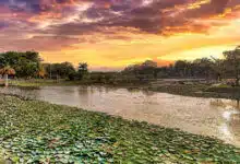Humedales urbanos bajo la ciudad refrescan, filtran agua y albergan 97 especies de aves