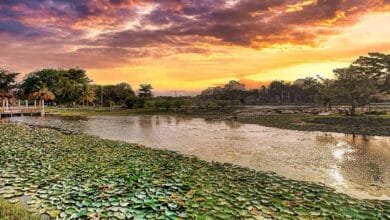 Humedales urbanos bajo la ciudad refrescan, filtran agua y albergan 97 especies de aves
