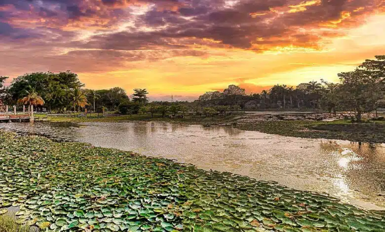 Humedales urbanos bajo la ciudad refrescan, filtran agua y albergan 97 especies de aves