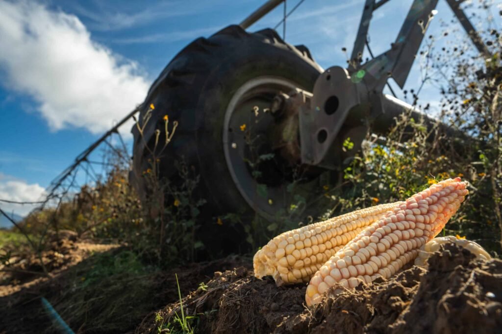 simplifica agricultura tramites para incentivos al maiz blanco 5 scaled 1