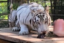 Trasladan tigre blanco a Animaya para impulsar conservación de fauna silvestre (Ayuntamiento de Mérida)