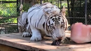 Trasladan tigre blanco a Animaya para impulsar conservación de fauna silvestre (Ayuntamiento de Mérida)