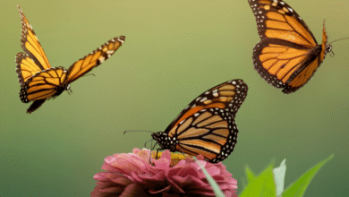 Todo lo que debes saber para visitar la Mariposa Monarca en Michoacán este 2026