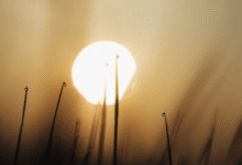 Clima hoy: comienzan a llegar las altas temperaturas a estos estados (Foto de internet)