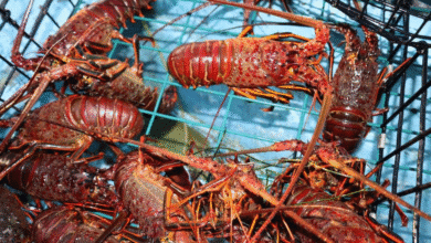 Temporada histórica de langosta con capturas récord y buen precio (Foto de internet)