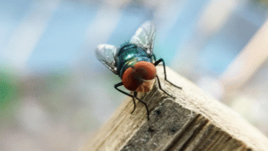 yucatán activa cerco técnico contra la mosca del gusano barrenador en plena temporada de calor