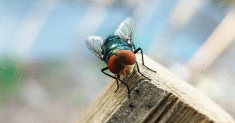 yucatán activa cerco técnico contra la mosca del gusano barrenador en plena temporada de calor