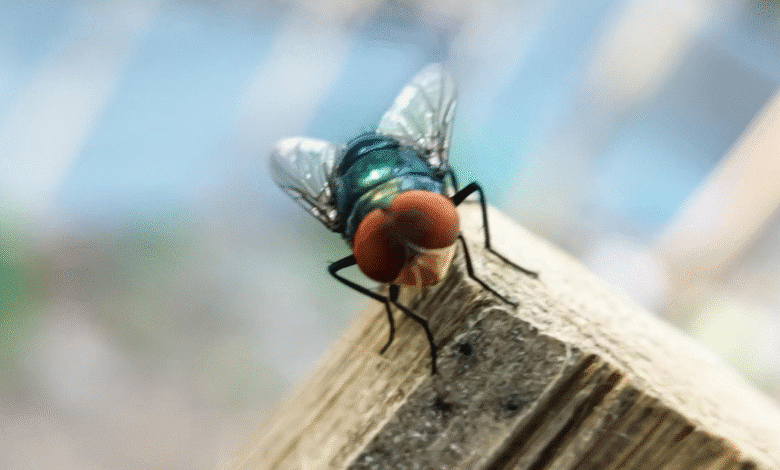 yucatán activa cerco técnico contra la mosca del gusano barrenador en plena temporada de calor