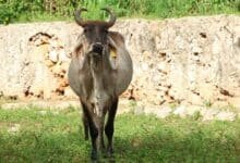 yucatán mantiene plan piloto de supresión contra la mosca del gusano barrenador