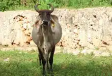 yucatán mantiene plan piloto de supresión contra la mosca del gusano barrenador