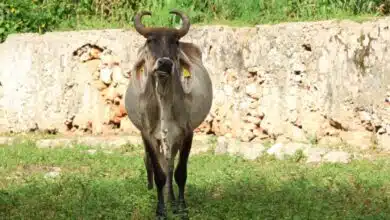 yucatán mantiene plan piloto de supresión contra la mosca del gusano barrenador
