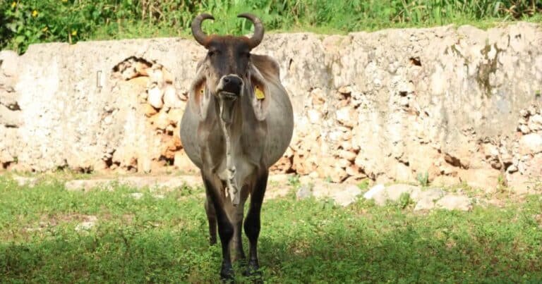 yucatán mantiene plan piloto de supresión contra la mosca del gusano barrenador