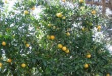 adopta un árbol de naranja en mérida con el programa “una familia, un Árbol”