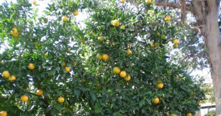 adopta un árbol de naranja en mérida con el programa “una familia, un Árbol”