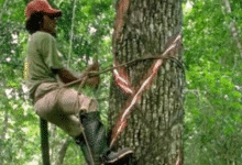chicle natural de yucatán la historia del látex que aún se extrae del árbol del chicozapote