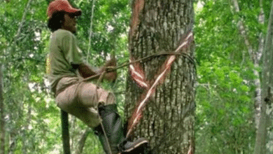 chicle natural de yucatán la historia del látex que aún se extrae del árbol del chicozapote