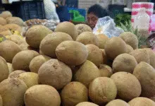 chicozapote en yucatán fruto tradicional, sabor dulce y herencia maya