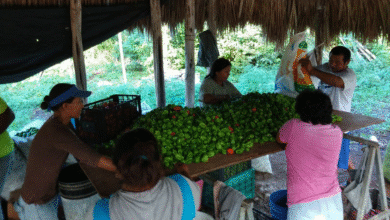 conagua convoca a productores de yucatán a programa hidroagrícola