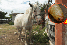 continúan medidas estratégicas en yucatán ante el gusano barrenador