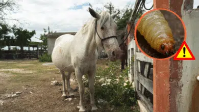 continúan medidas estratégicas en yucatán ante el gusano barrenador