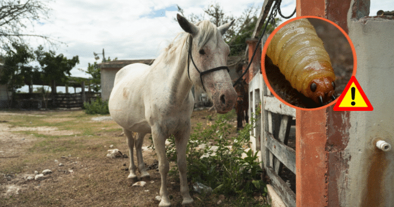 continúan medidas estratégicas en yucatán ante el gusano barrenador