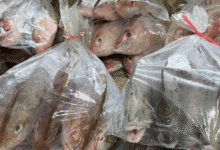 cuaresma dispara venta informal de pescado en yucatán hasta 70% sin regulación