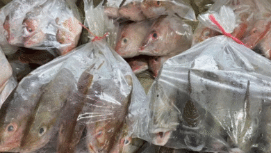 cuaresma dispara venta informal de pescado en yucatán hasta 70% sin regulación