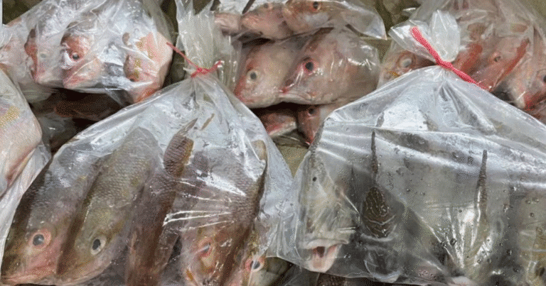cuaresma dispara venta informal de pescado en yucatán hasta 70% sin regulación