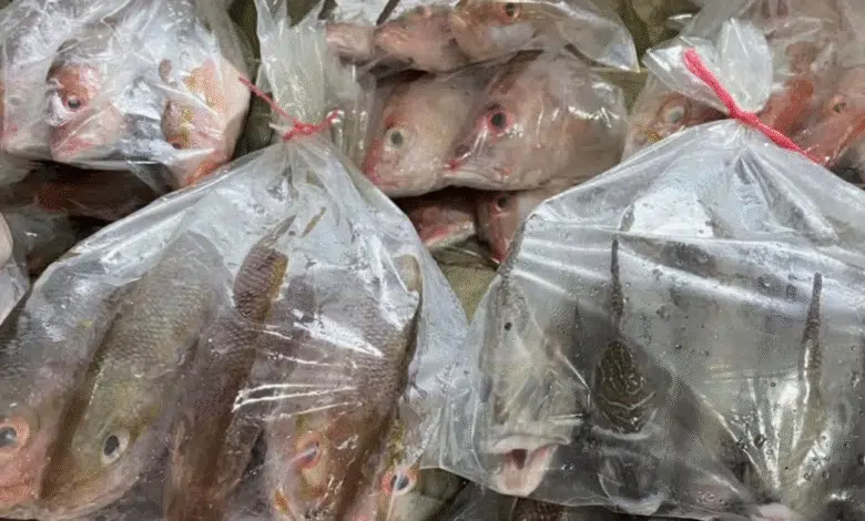 cuaresma dispara venta informal de pescado en yucatán hasta 70% sin regulación