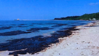 derrame de petróleo no afecta a yucatán, pero mantienen vigilancia en costas