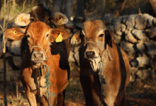 detectan 22 nuevos casos de gusano barrenador en yucatán