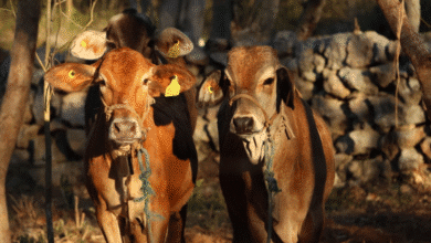 detectan 22 nuevos casos de gusano barrenador en yucatán