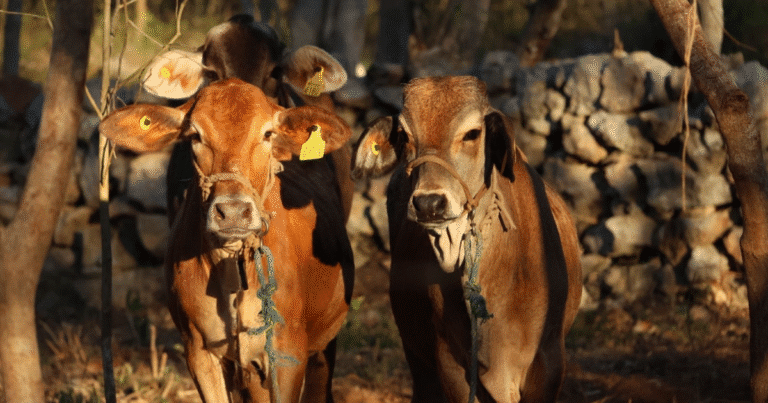 detectan 22 nuevos casos de gusano barrenador en yucatán