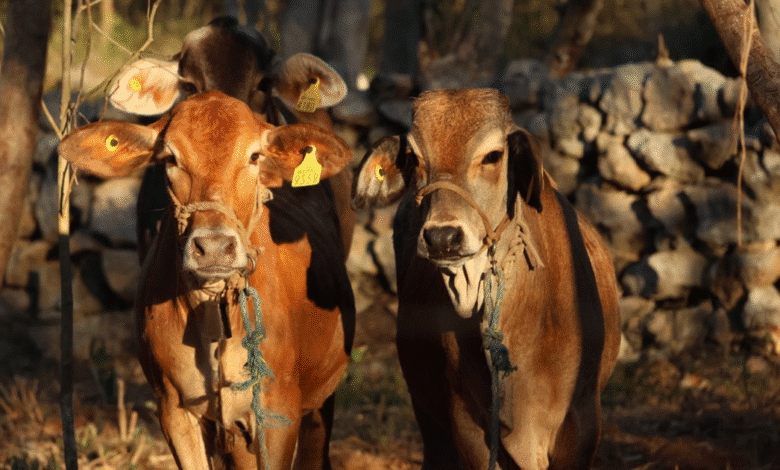 detectan 22 nuevos casos de gusano barrenador en yucatán