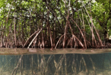 Impulsan recuperación de humedales y manglares en la costa de Yucatán (Foto de internet)