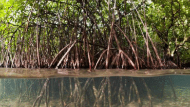 Impulsan recuperación de humedales y manglares en la costa de Yucatán (Foto de internet)