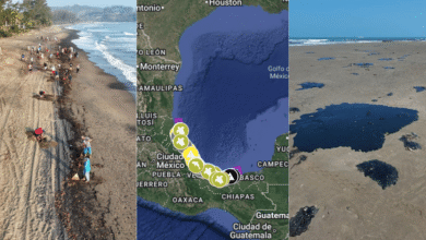 23 días del derrame en el Golfo de México, ya 630 km contaminados (Fotos de internet)