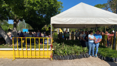 entregan 5 mil plantas nativas en hunucmá para fortalecer biodiversidad y apicultura en yucatán
