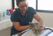 esterimóvil en mérida fechas, sedes y servicios gratuitos para mascotas durante marzo