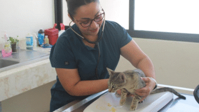 esterimóvil en mérida fechas, sedes y servicios gratuitos para mascotas durante marzo