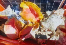 frenan pesca ilegal de caracol rosado en arrecife alacranes, yucatán