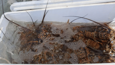 inicia veda de langosta en yucatán; refuerzan vigilancia en el litoral