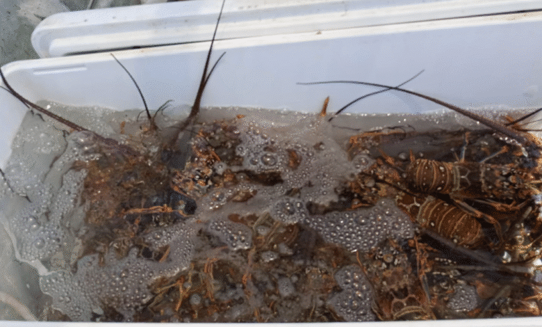 inicia veda de langosta en yucatán; refuerzan vigilancia en el litoral