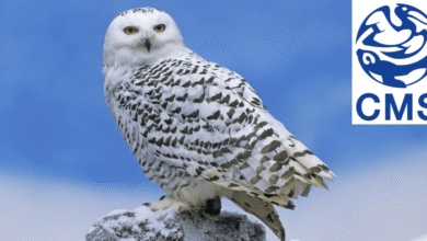 Lechuza de Harry Potter y otras 39 especies migratorias obtienen protección internacional