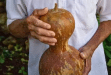 lek y calabazo utensilios ancestrales de la milpa que aún resisten en el interior de yucatán