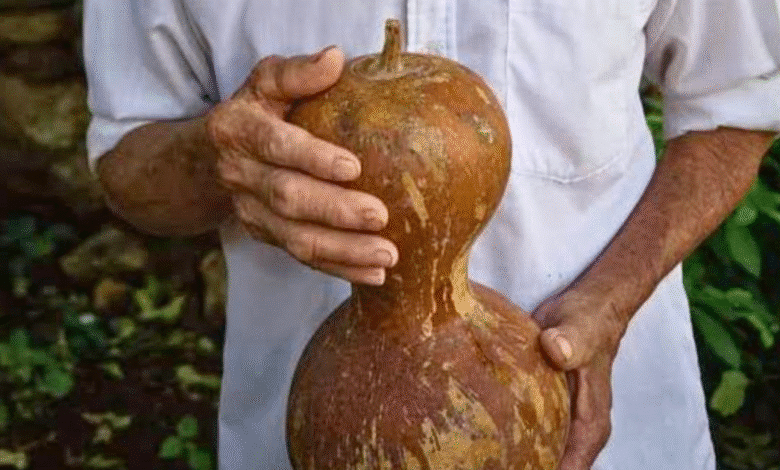 lek y calabazo utensilios ancestrales de la milpa que aún resisten en el interior de yucatán
