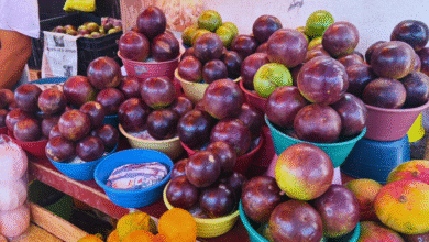 llega con fuerza la temporada de caimito en mérida