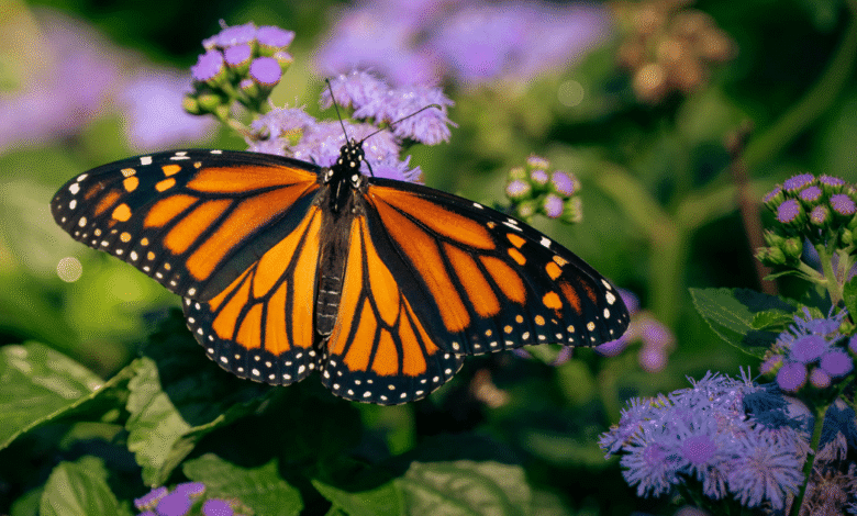 Mariposa monarca registra aumento del 64% en México durante temporada 2025-2026