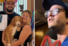 microchips para mascotas adoptadas mérida impulsa identificación única para perros y gatos